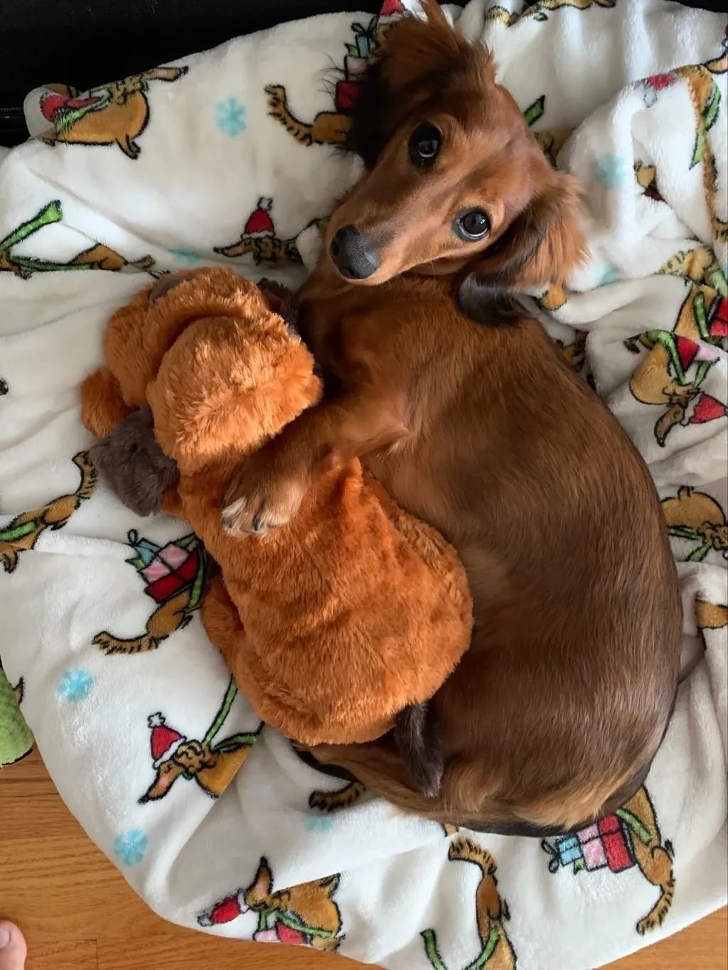 Jules, a playful Miniature Dachshund puppy from Knightz Joy Dachshunds, enjoying a sunny day.