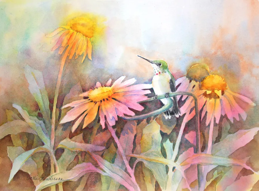 Juvenile hummingbird curiously probing a coneflower for nectar sources