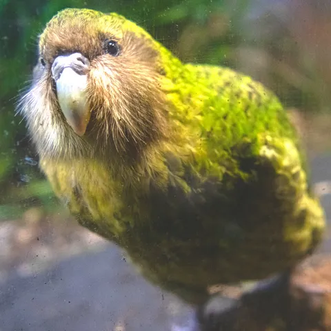 Kakapo, a large, flightless, nocturnal parrot.
