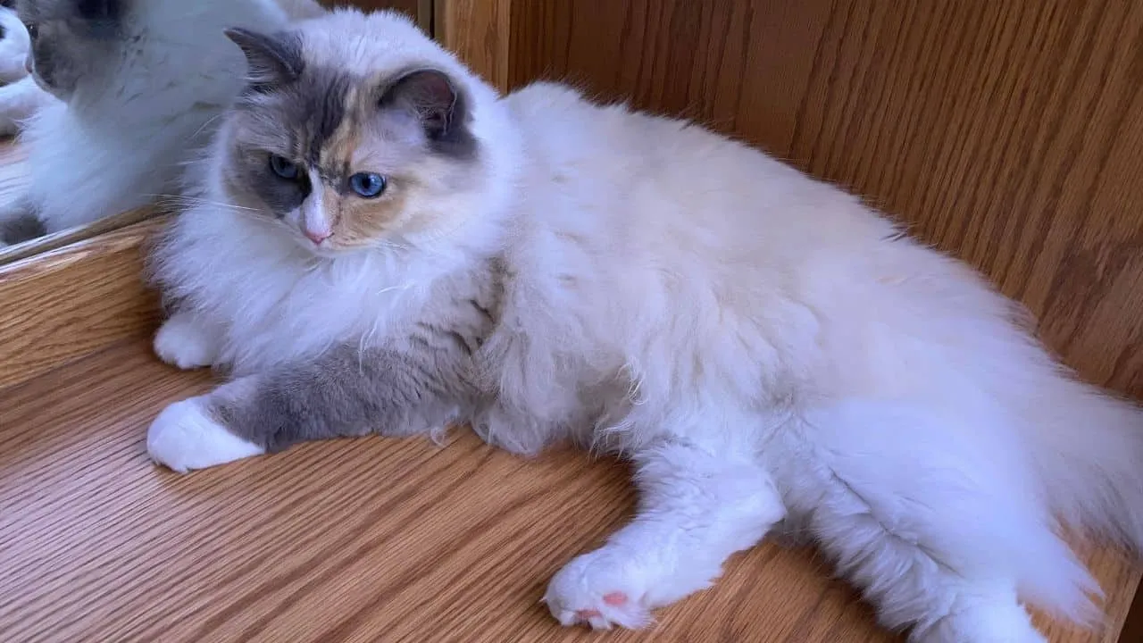 Kalli, a two-year-old blue mitted tortie Ragdoll loved by Arleen