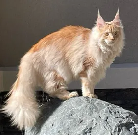 Karrot the ginger Maine Coon poised on a rock outdoors