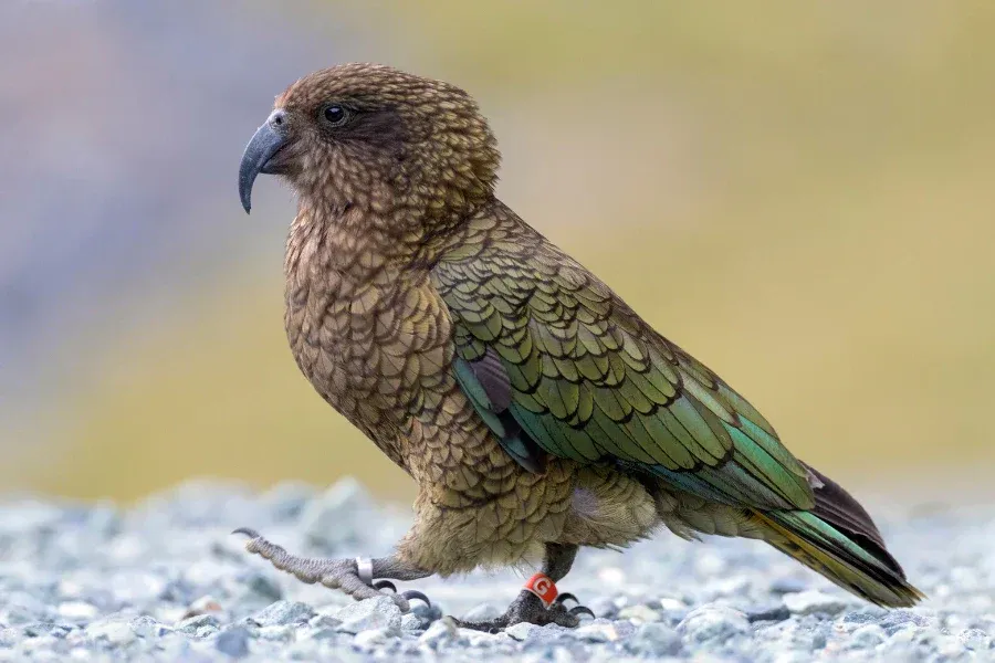 Kea parrot engaging in playful problem-solving