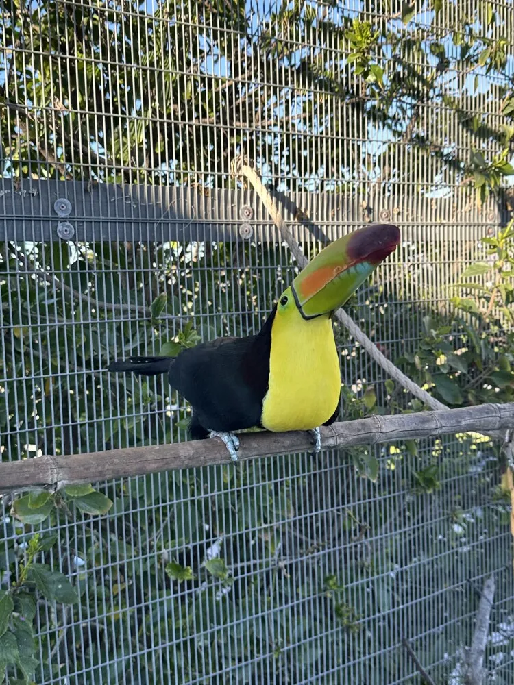 Keel-billed toucan in profile highlighting massive rainbow bill