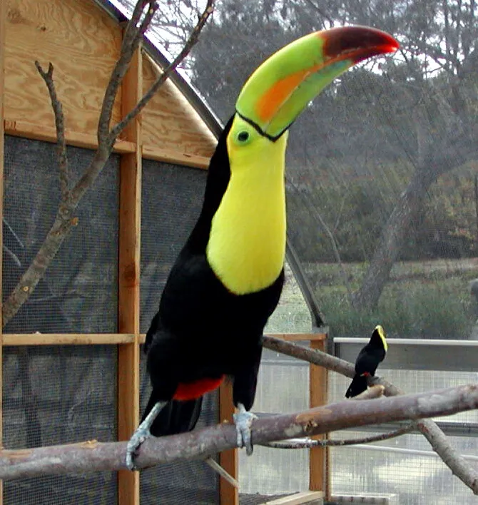 Keel-billed toucan perched with vibrant multicolored bill in natural setting