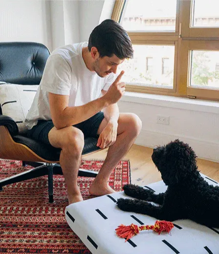 keeping dogs off couch, how to train dog to stay off couch