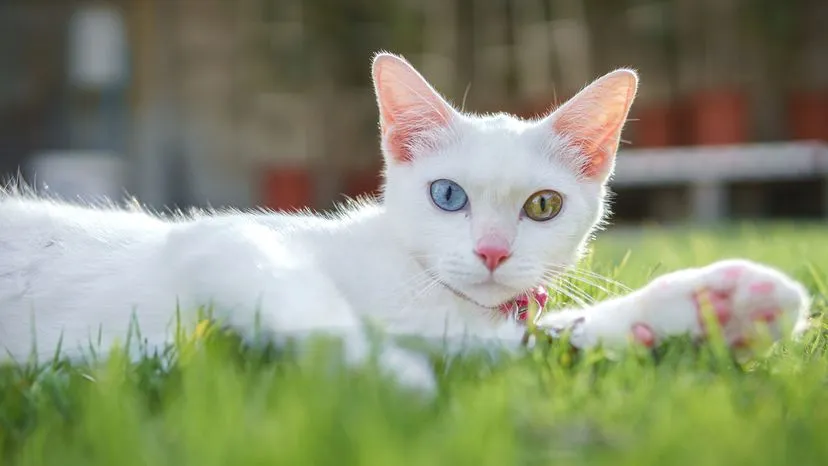 Khao Manee cat with bright, striking eyes