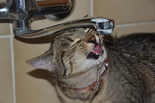 Kitten eagerly drinking from running faucet with focused expression