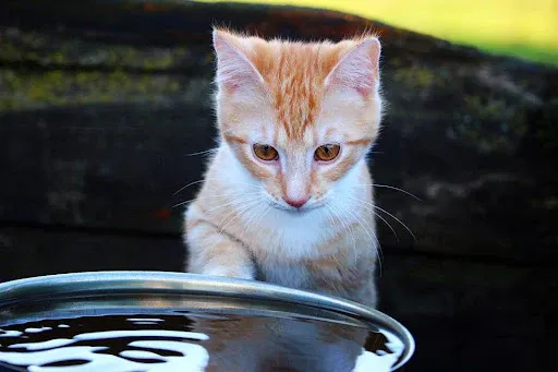 Kitten eyeing water bowl suspiciously in a home setting