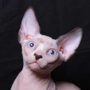 Kitten version of the Seal Point Sphynx, pale with emerging darker extremities