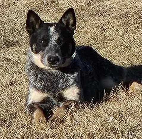 Knox, a playful Toy Blue Heeler puppy, eager to interact with everyone
