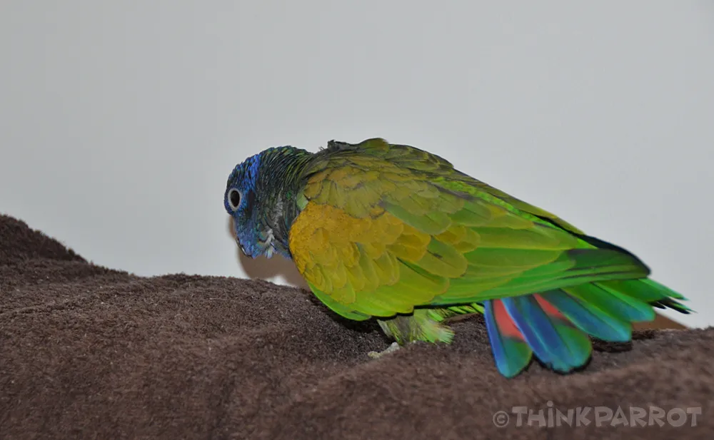 Kobe demonstrating the classic Pionus strut behavior