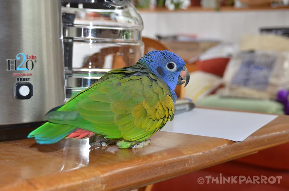 Kobe displaying aggressive posture with raised feathers