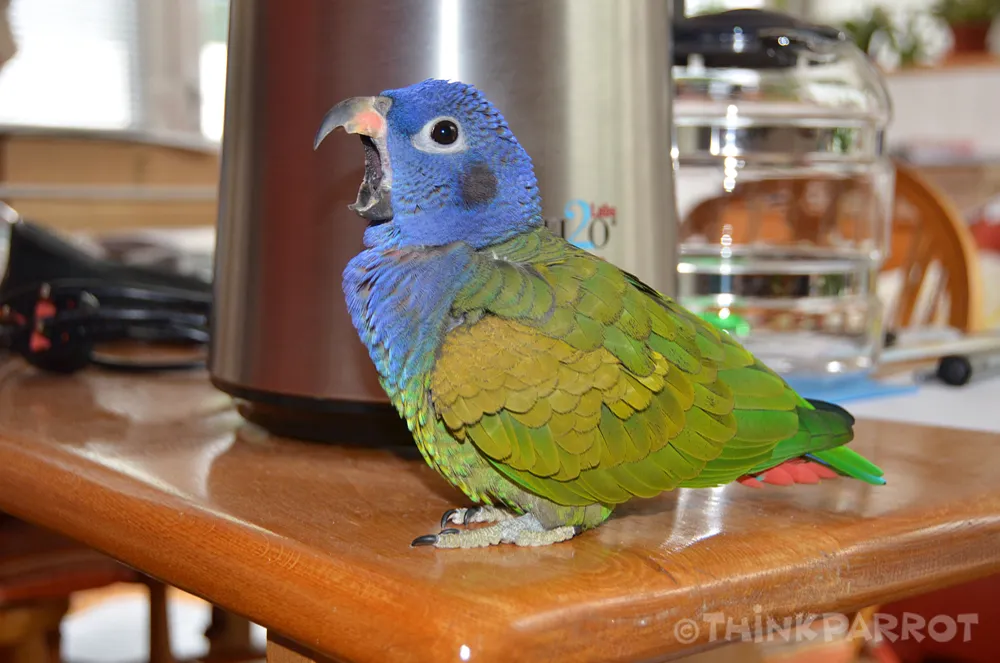 Kobe gaping with wide-open beak signaling discomfort