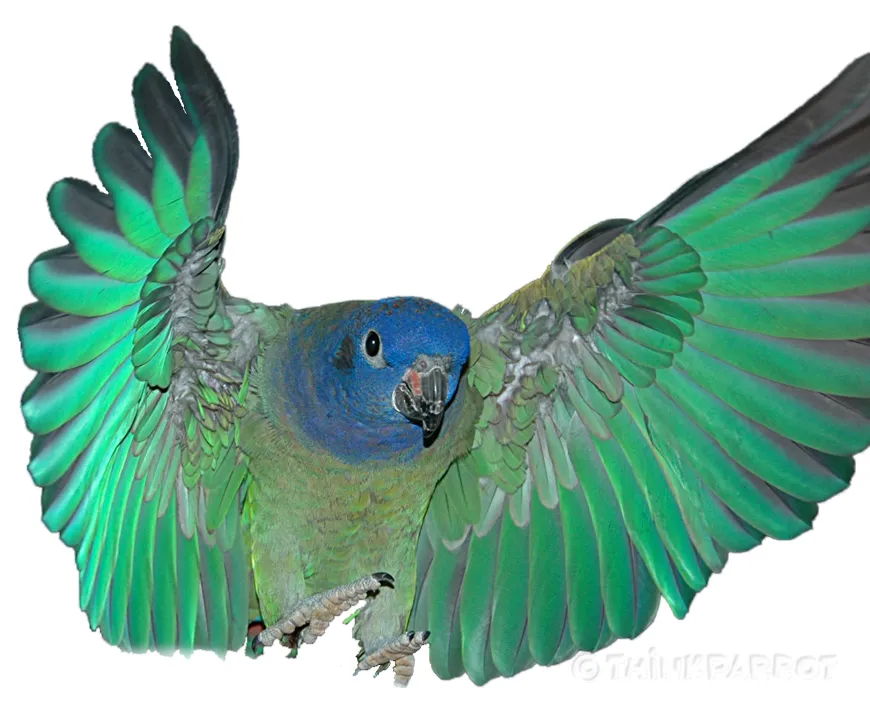 Kobe the Blue-headed male landing gracefully in flight