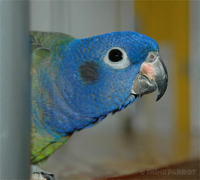 Kobe the Blue-headed Pionus parrot greeting with a cheerful expression