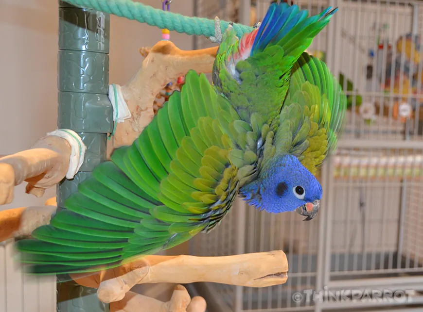 Kobe the mature Blue-headed male Pionus