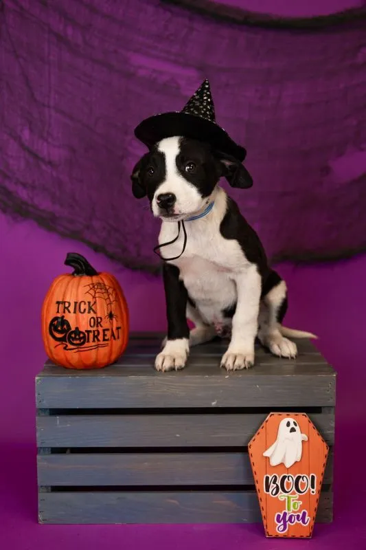 Kobra (#940-25), joyful Cattle Dog Mix male puppy, 14 weeks neutered