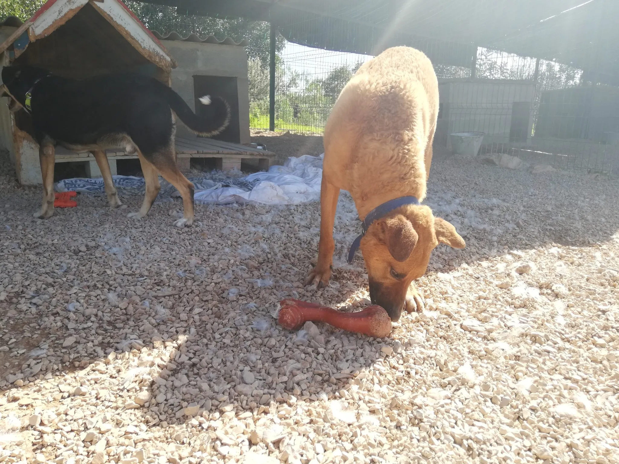 Komo chewing on Nylabone at the shelter
