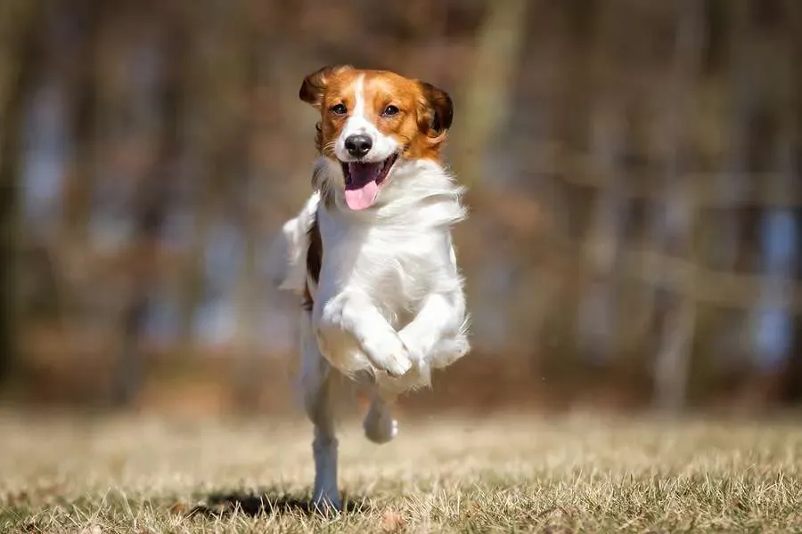 Kooikerhondje dog outdoors in field