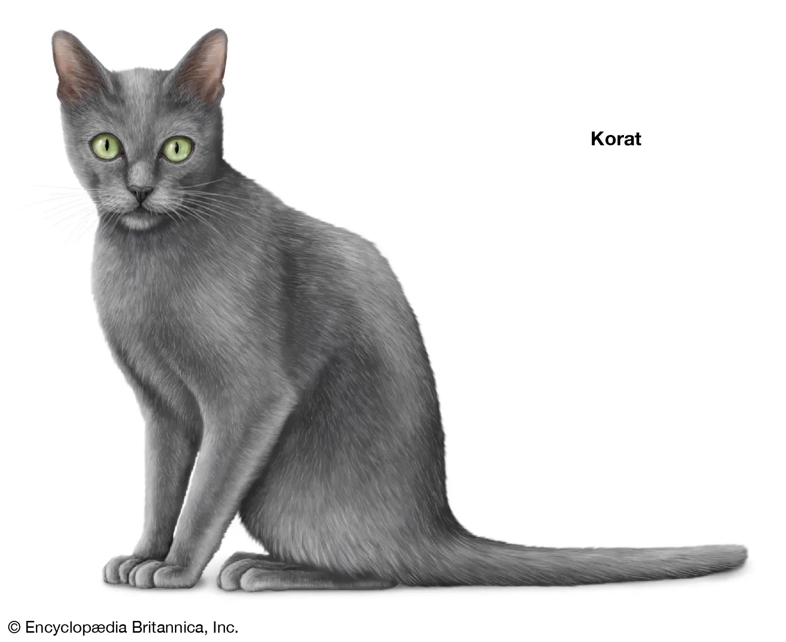 Korat cat with silver-blue coat from Thailand, symbol of good luck