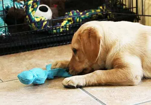 Lab puppy guarding her Wubba