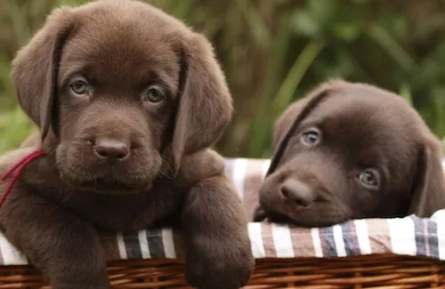Labrador puppies resting together