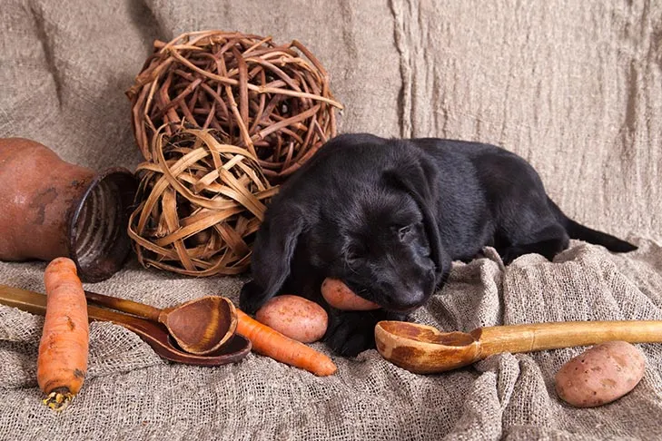 Labrador puppy gnawing on potato
