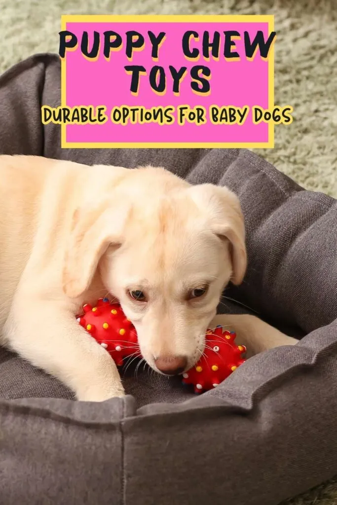 Labrador puppy with chew toy
