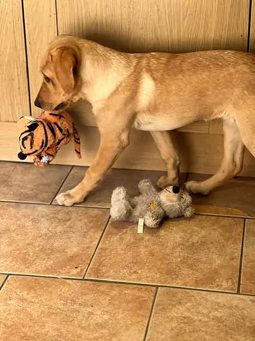Labrador puppy with toys