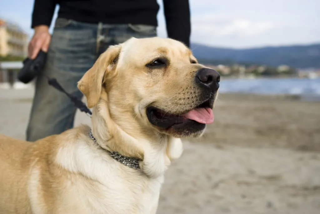 Labrador Retriever as a diabetic alert dog in training