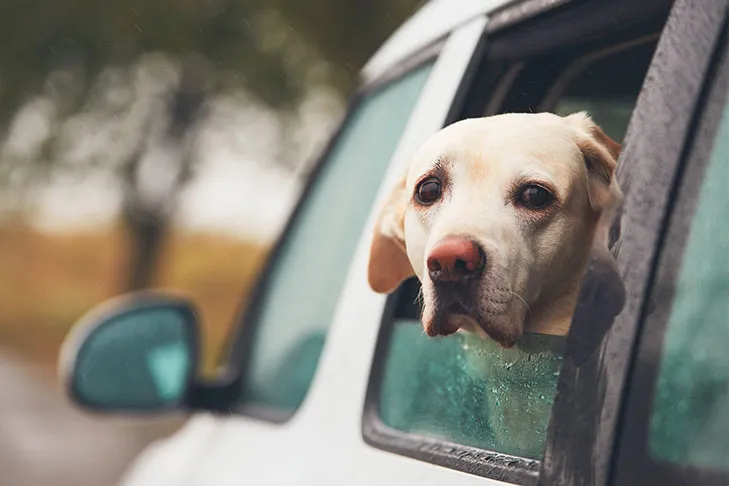 Labrador Retriever joyfully sticking its head out of a car window during a rainy drive.