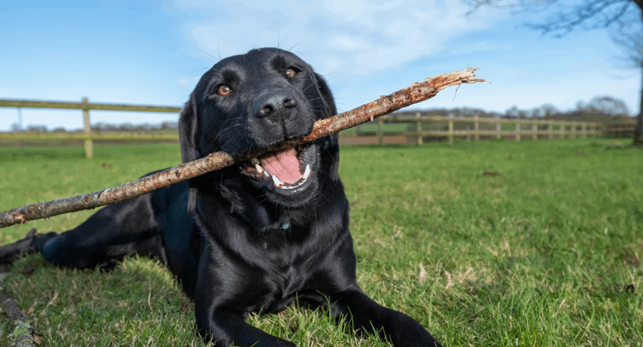 Labrador Retriever performing service dog tasks