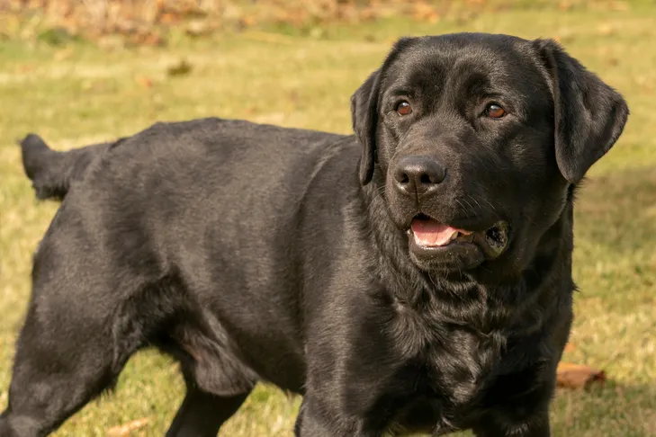 Labrador Retriever standing outdoors.