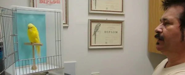 Ladislav Groda: You need to have a good strategy to be a successful breeder of exhibition budgies PART II