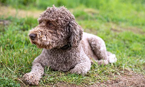 Lagotto Romagnolo with curly coat sniffing eagerly