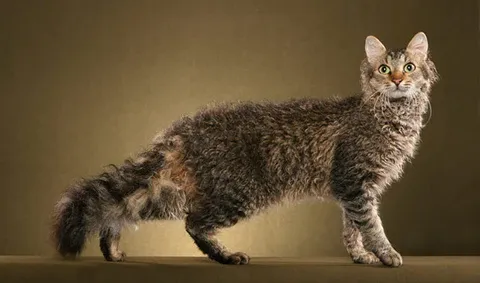 LaPerm cat showing loose curly coat texture