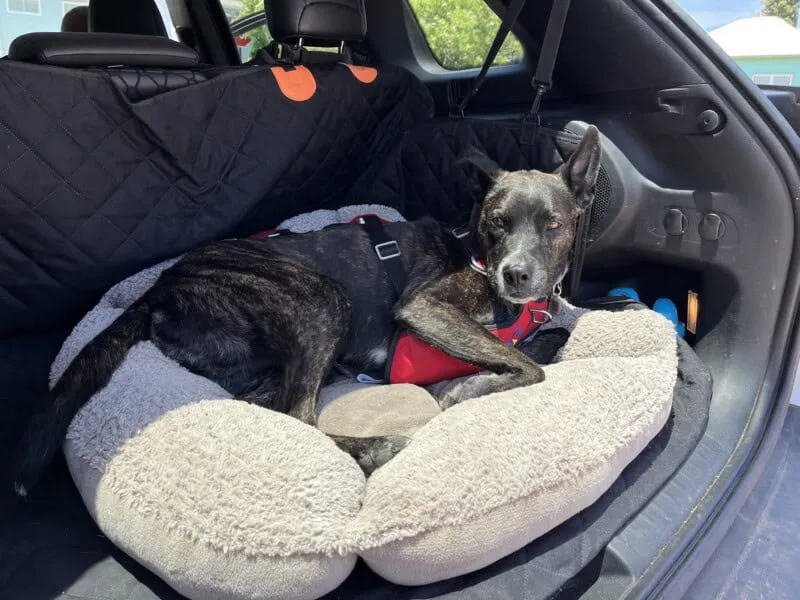 Large brindle dog wearing a black OptimusGear Defender crash-tested dog harness in a car
