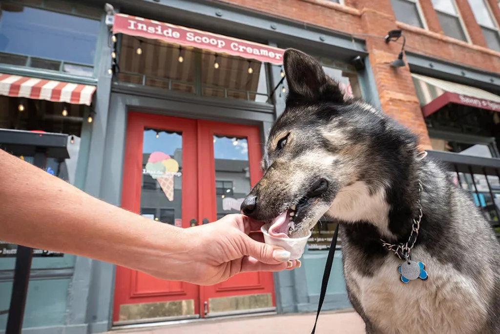 Large dog eagerly eating ice cream from a cup held by a woman in front of Inside Scoop Creamery in downtown Denver, Colorado