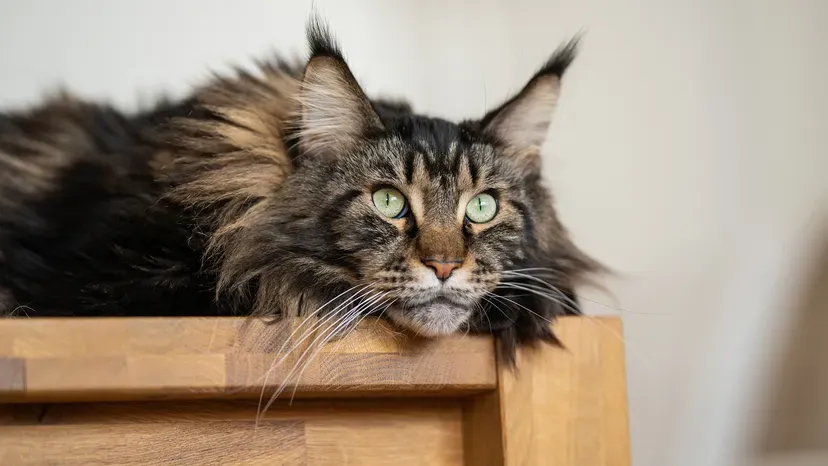 Large Maine Coon cat with thick fur posing majestically