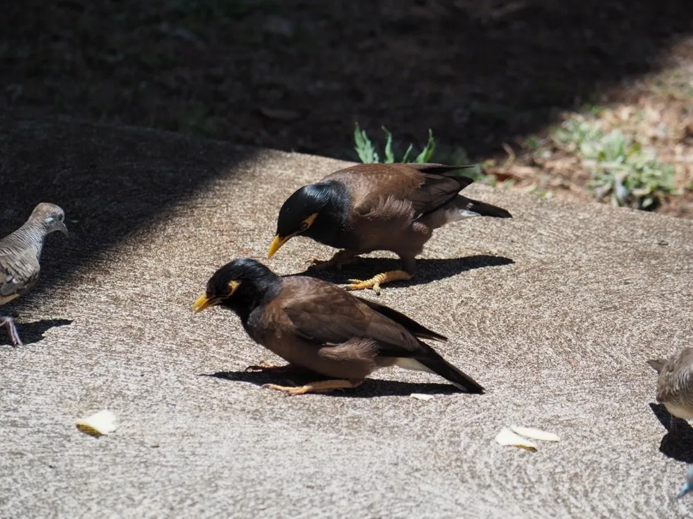 Last photo of Myna 2 in front and Handsome enjoying a snack of chips