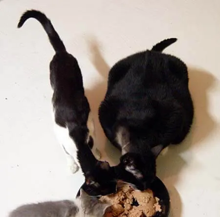 Lean cat Mindy next to obese Molly before her low-carb diet transformation