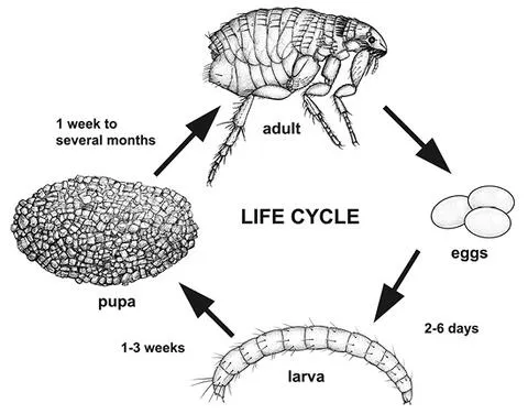 Life cycle of a flea, showing egg, larva, pupa, and adult stages on a dog's skin.