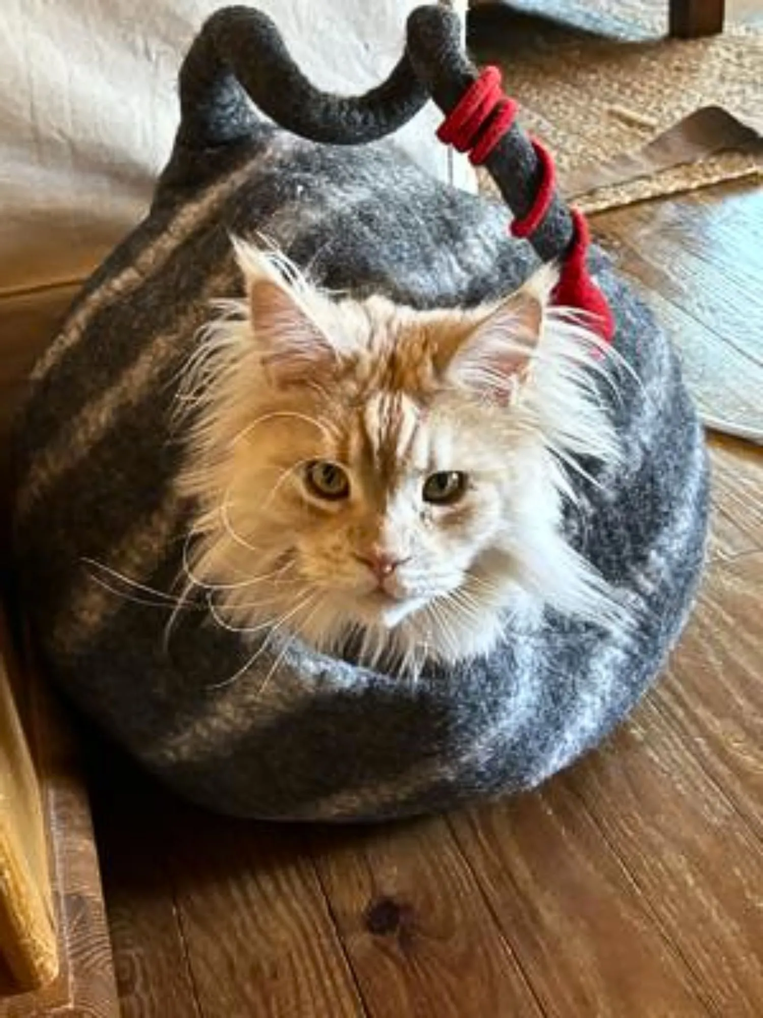 Light red kitten peeking out of a cat bed