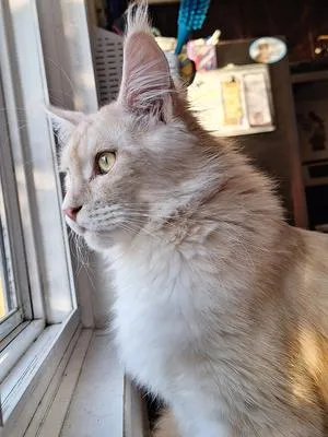 Light red silver Maine Coon gazing out a window