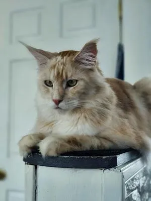 Light red silver Maine Coon posing on a cat tree