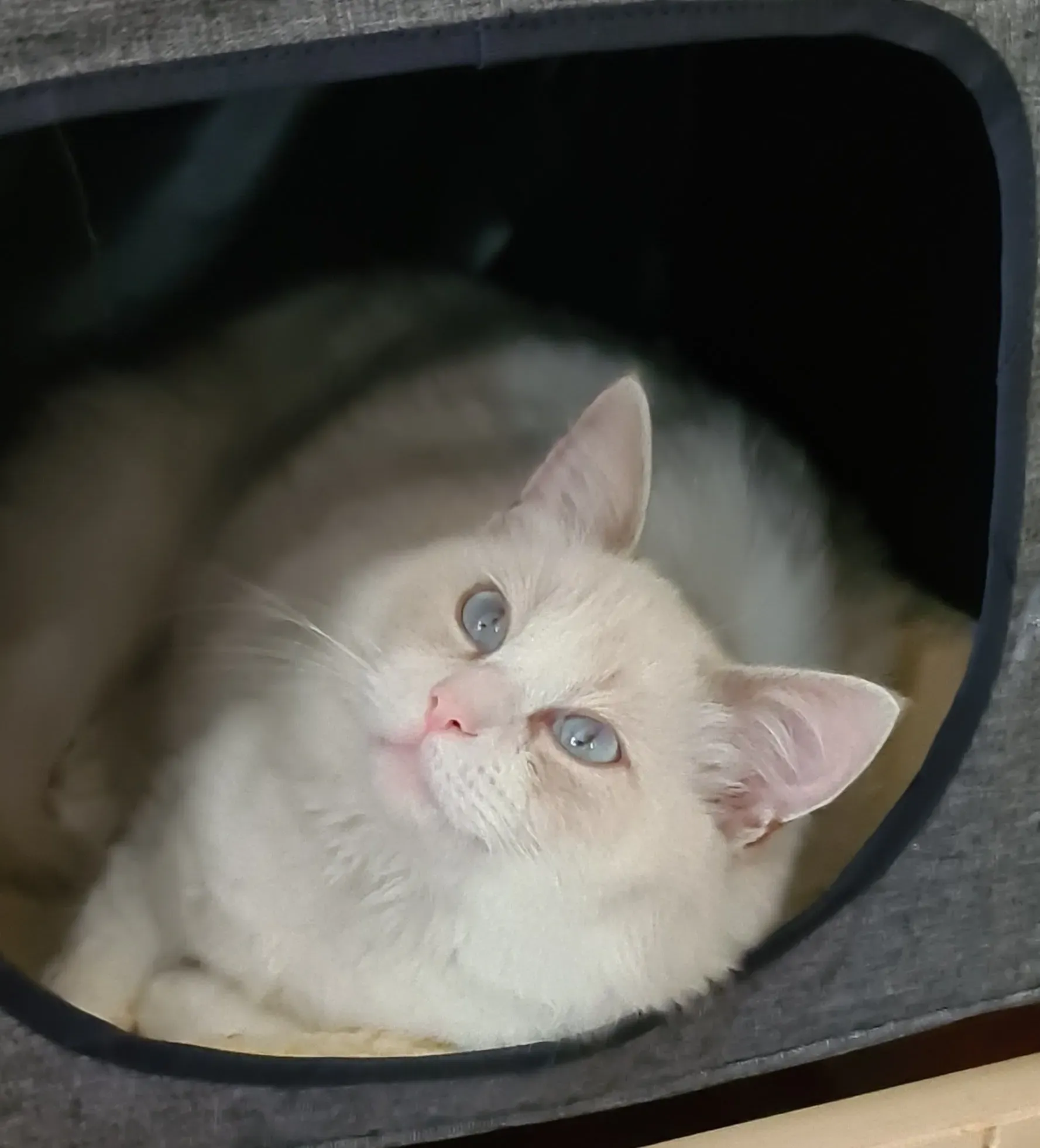 Lilac bi-color female Madam Meow aka Lap Cat