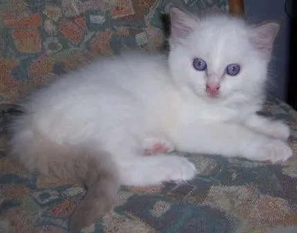 Lilac Kitten of GUYSNDOLLS Ragdolls lying on chair