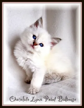 Lilac Lynx Point Balinese adult