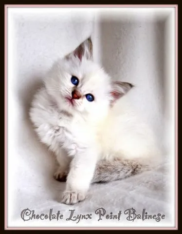 Lilac Lynx Point Siamese kitten