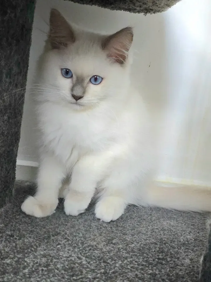 Lilac mitted point male Mouse